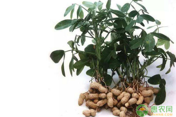 春花生什么播種為宜？春花生拌種注意事項